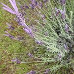 Lavandula pedunculata Flor