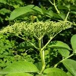 Sambucus canadensis Blomma