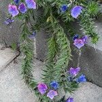 Echium sabulicola फूल