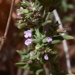 Micromeria graeca Flower