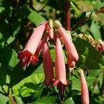 Phygelius aequalis Flower