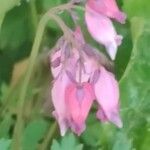 Dicentra formosa Flor