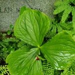 Trillium flexipes Liść