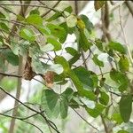 Bauhinia divaricata Blad