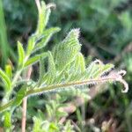 Vicia benghalensis Folha