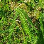 Achillea millefolium পাতা