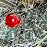 Gymnocalycium baldianum Характер