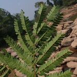 Osodendron altissimum Leaf