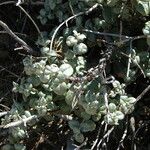 Shepherdia rotundifolia Hoja