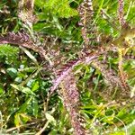 Pedicularis comosa Hoja