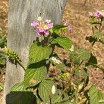 Lantana camaraBlomst