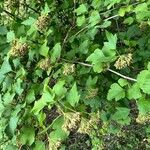 Physocarpus capitatus موطن