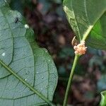 Microdesmis puberula Flower