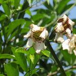 Rothmannia urcelliformis Kvet