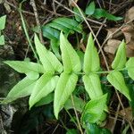 Anemia mexicana Plante entière