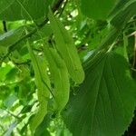 Tilia americana Fruit