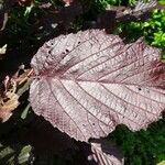 Corylus maxima Foglia