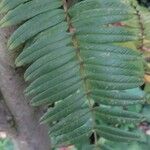 Sorbus scalaris Blad