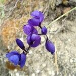 Polygala microphylla Fiore