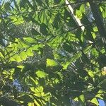 Caryota obtusa Hoja