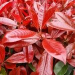 Photinia fraseri Leaf