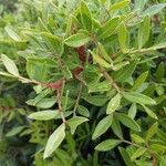 Pistacia lentiscus 葉