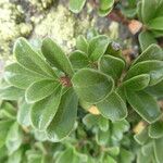 Arctostaphylos uva-ursi Folio