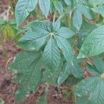 Cleome spinosa Lehti