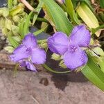 Tradescantia ohiensis Květ