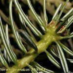 Abies cephalonica Levél