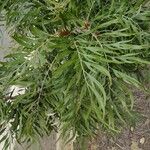 Grevillea robusta Folha