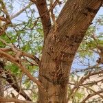 Prosopis juliflora Bark