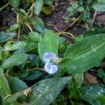 Commelina erecta Flower