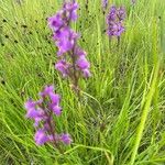 Anacamptis palustris Cvet