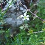 Arenaria grandiflora 葉