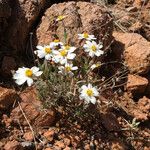 Melampodium leucanthum Кветка