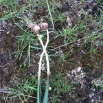 Allium acuminatum Plante entière