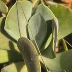 Cotyledon barbeyi 叶