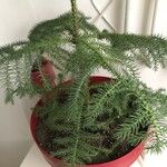 Araucaria angustifoliaЛист