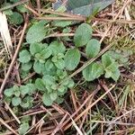 Veronica officinalis Leaf