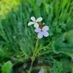 Erucaria hispanica Hábito