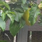 Passiflora edulis Frucht