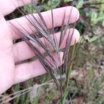 Bromus madritensis Kvet