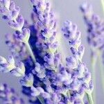 Lavandula angustifolia花