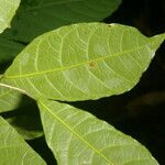 Sorocea affinis 葉