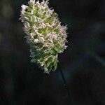 Phalaris minor Flower