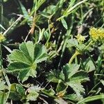 Alchemilla filicaulis ഇല