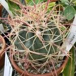 Ferocactus cylindraceus Habitat