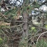 Pinus nigra বাকল