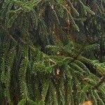 Picea orientalis Staniste